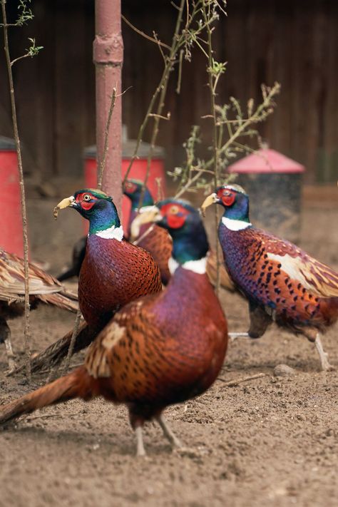 Tips To Feeding Pheasants Pheasant Enclosures, Pheasant Coop, Raising Pheasants, Pheasant Farm, Common Pheasant, Raising Quail, Houses Exterior, Poultry Farming, Ring Necked Pheasant