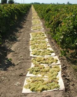 The sun will turn the grapes into raisins. Fresno County, CA Fresno City, Fresno County, San Joaquin Valley, California Raisins, Bakersfield California, Fresno California, Growing Grapes, Central Valley, Perfect Weather