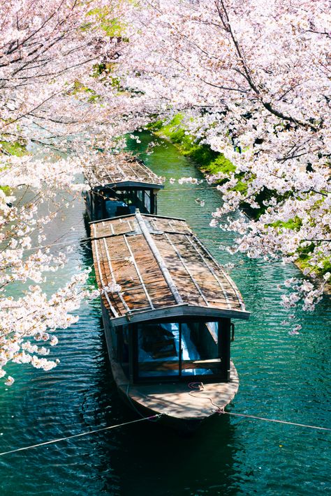 One of Kyoto’s oldest temples, Taizo-in is best experienced during peak cherry blossom season, which happens to be…now. To avoid crowds, be sure to visit on a weekday. Peep our Kyoto guide for more tips.💡 #travel #spring #Japan #travelguide Japan In The Spring, Uji Japan Kyoto, Kyoto In Spring, Kyoto Countryside, Kyoto Japan Instagram, Spring Japan, Kyoto Travel Guide, Visit Kyoto, Spring Getaway