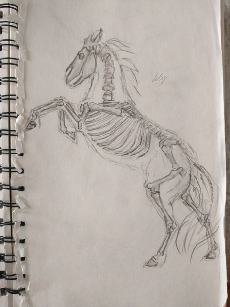 Horse skeletal structure, drawing, sketch Rearing Horse Sketch, Horse Skeleton Drawing, Horse Base Drawing, How To Draw Horse, Riding Horse Drawing, How To Draw A Horse, Cute Horse Drawing, Horse Drawing Ideas, Sketches Dragon