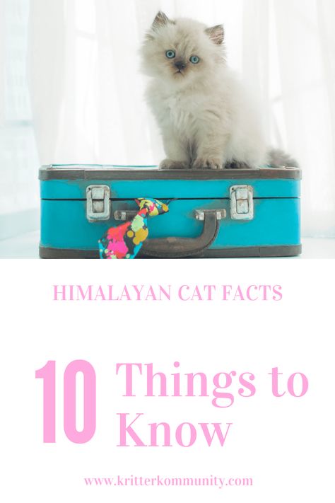 Hymilain Cat, Himalayan Cat Kitten, Himalayan Cats, Cute Fluffy Kittens, Himalayan Kitten, Cutest Kittens, Caring For A Newborn, Calming Cat, Himalayan Cat