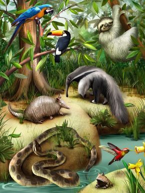 Jungle With Animals, Wild Animals Drawing, Animals Around The World, Amazon Animals, In The Jungle, Animal Posters, Animal Wallpaper, Jungle Animals, Wildlife Art