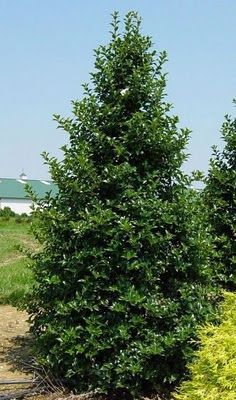 'Dragon Lady' Holly - possible substitute for the 2 Falsecypress Holly Shrub, Holly Plant, Landscape Nursery, Bushes And Shrubs, Rustic Fire Pits, Fire Pit Landscaping, Holly Tree, Stone Fire Pit, Female Dragon