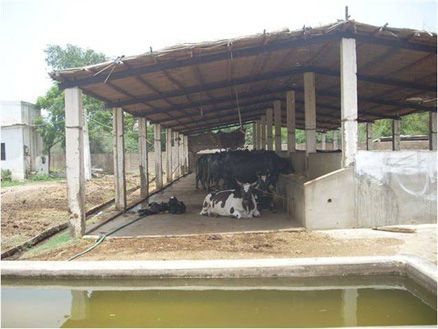 Pak Dairy Info - Sairy Shed Designs Small Cow Shed Design, Minimalist Sewing, Cattle Barn Designs, Cattle Shed, Show Cattle Barn, Poultry Farm Buildings, Cow Shed Design, Cattle Housing, Shed Design Ideas