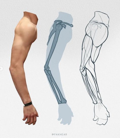 Muscles Sketch, Arm Anatomy, 남성 근육, Anatomy Studies, Arm Bones, Anatomy Bones, Man Anatomy, Anatomy Sculpture, Anatomy Tutorial