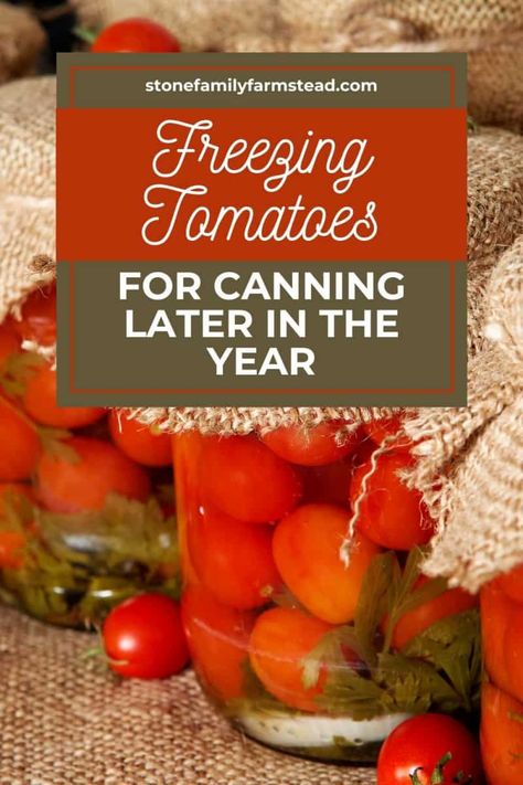 If your windfall of a tomato harvest comes at the most inopportune time for preserving at the height of summer, try freezing tomatoes for later in the year. #freezingtomatoes #freezingtomatoeseasy #preservingtomatoeswithoutcanning #preservingtomatoesfrozen #preservingtomatoesrecipesfor #tomatoes Canning Stewed Tomatoes, Parsnip Chips, Canning Tomatoes Recipes, Freezing Tomatoes, Preserving Tomatoes, Preserving Vegetables, Fresh Tomato Soup, Homemade Strawberry Lemonade, Canning Salsa