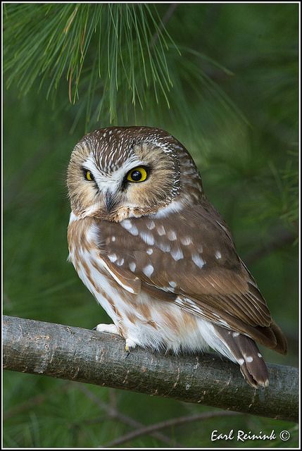 Saw-whet Owl on branch | par Earl Reinink Owl On Branch, Regard Animal, Saw Whet Owl, Awesome Owls, Owl Photography, Nocturnal Birds, Owl Tattoo Design, Bird Drawing, Owl Photos