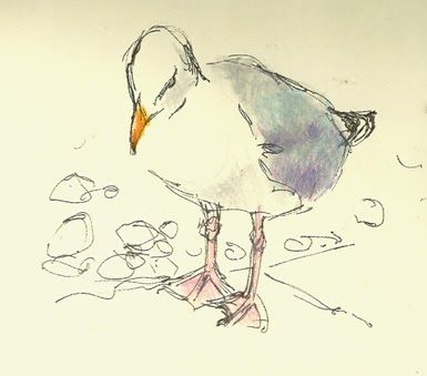 Seagull Art, Quick Sketches, Moleskine Sketchbook, Seaside Art, Art Pen, Watercolour Inspiration, Paintings Prints, Coloured Pencils, Watercolor Sketch