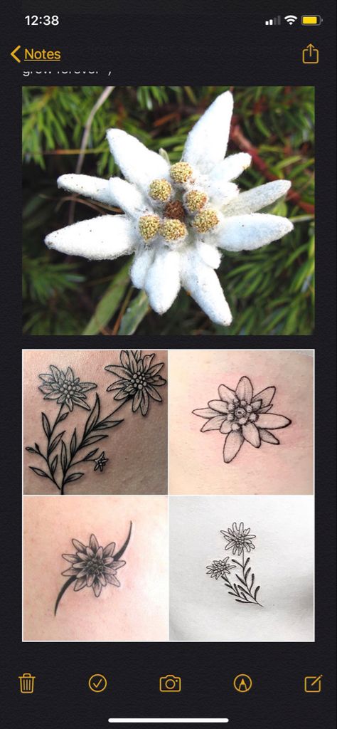 German National Flower Tattoo, Eldeweiss Flower Tattoo, Austrian Tattoo Ideas, Edelweiss Tattoo Design, Edelweiss Tattoo Minimalist, German Inspired Tattoos, Eidlewiss Flower Tattoo, German Flower Tattoo, Edelweiss Tattoo Simple