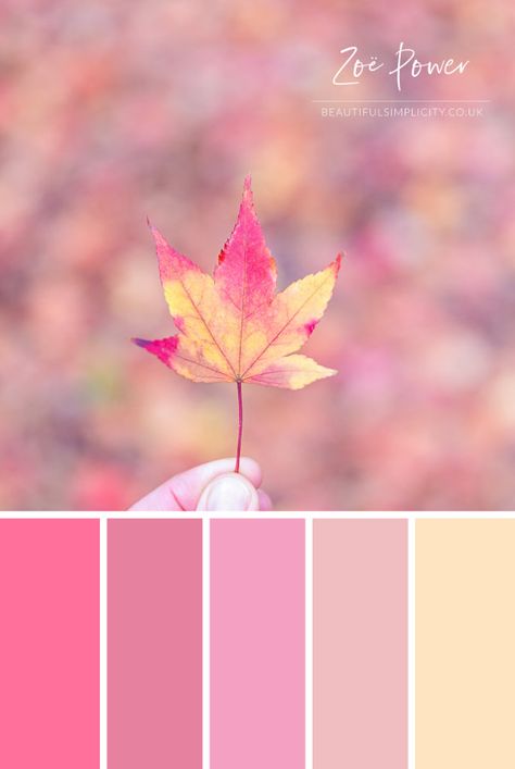 Au autumn / fall colour palette in pastel tones inspired by this beautiful Acer leaf. Available to buy as a print in a range of formats, as well as greeting cards, postcards, notebooks, stickers, tote bags, coasters and more. #colourpalette #colorpalette #pastel #autumn #fall #Acer #leaf Fall Pink Palette, Pastel Autumn Aesthetic, Pastel Tones Palette, Fall Pastel Colors, Fall Colour Palette, Pastel Autumn, Aqua Color Palette, Beach Color Palettes, Hydrangea Colors