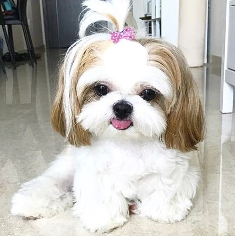 Perro Shih Tzu, Chien Shih Tzu, Shitzu Dogs, Shitzu Puppies, Cute Small Dogs, Really Cute Puppies, Super Cute Puppies, Very Cute Dogs, Baby Animals Pictures