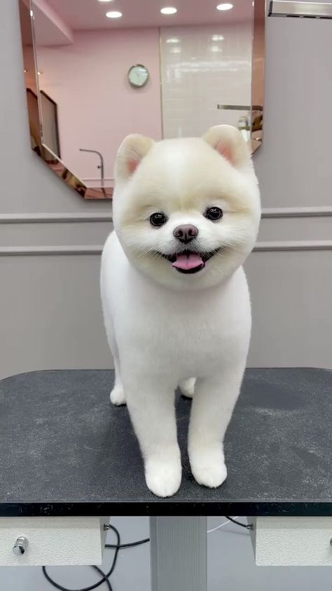 Pomeranian Puppy Cut, Pomeranian Puppy Haircut, Pomeranian Haircut, Puppy Haircut, Dog Grooming Styles, Outdoor Dog House, Puppy Grooming, Best Dog Photos, Puppy Cut