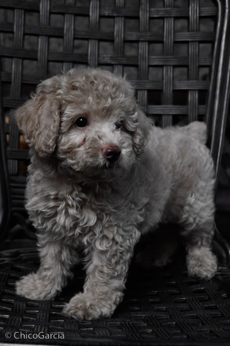 Anjing Poodle, Poodle Cuts, Toy Poodles, Poodle Love, Poodle Puppies, Mini Poodles, Dog Exercise, Yorkshire Terrier Puppies, Rottweiler Puppies