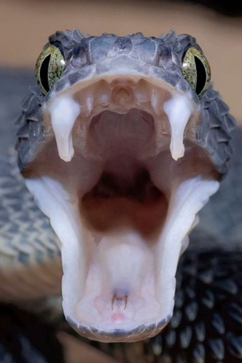 Dive into the fascinating world of snakes! Ever wondered how many teeth these incredible reptiles have? Uncover this snake secret and satisfy your curiosity. Explore the mysteries of nature! 

IG PHOTO BY : mark_kostich_photography

Snake Facts | Snake fangs | Snake teeth Snake Teeth, Snake Fangs, Snake Facts, Open Sesame, Animal Teeth, Scary Animals, Snake Venom, New Scientist, Apex Predator