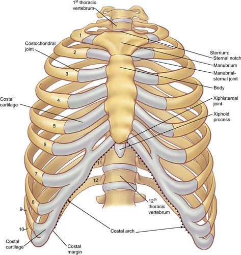 Rib Cage Anatomy, Skeletal System Anatomy, Thoracic Cage, Human Ribs, Human Rib Cage, Human Skeletal System, Anatomy Organs, Human Skeleton Anatomy, Anatomy Images