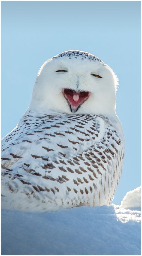 Snowy owl yawning, which makes it look like its laughing, wisconsin, usa - #laughing laughing owl Snowy Owl Wallpaper, North Pole Animals, Snowy Owls, Owl Pictures, Arctic Animals, The North Pole, Creatures Of The Night, Owl Bird, Snowy Owl