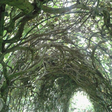 Pentacle Garden, Overgrown Vines, Vine Aesthetic, Vines Aesthetic, Vines Nature, Psychic Dreams, Creeping Vines, Vine Decoration, Architecture Concept Drawings