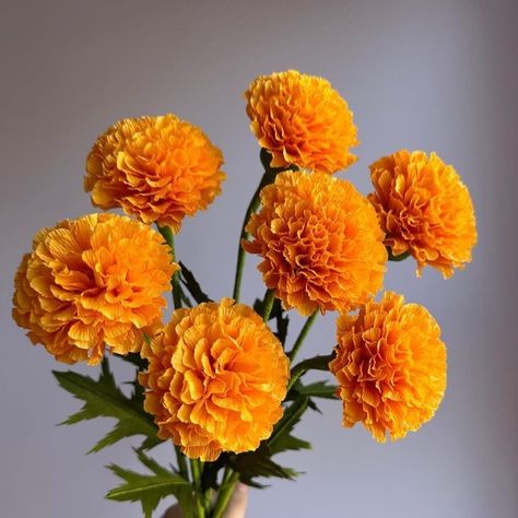 Marigold Flower Aesthetic, Marigold Aesthetic, Marigold Bouquet, Winter Flowering Plants, Arcana Oc, Nails Flowers, Flower Types, Winter Gardening, Marigold Flowers