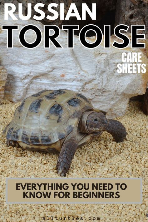 Russian Tortoise Food, Russian Box Tortoise, Tortoise Tank Indoor, Russian Turtle Habitat, Homemade Tortoise Enclosure, Tortoise Habitat Ideas Indoor, Small Tortoise Habitat Indoor, Outdoor Russian Tortoise Enclosure, Diy Tortoise Habitat Indoor Easy