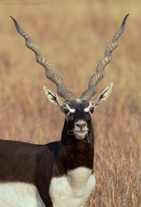 Male Blackbuck (Antilope cervicapra) with a magnificent set of spiral horns. The blackbuck is a large antelope found in India, Nepal and Pakistan. Animals With Horns, African Antelope, Unusual Animals, Rare Animals, Majestic Animals, African Wildlife, Animal Games, African Animals, Wildlife Animals