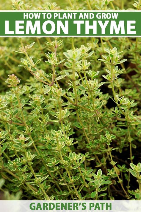 A close up vertical image of lemon thyme (Thymus Citriodorus) growing in the garden. To the top and bottom of the frame is green and white printed text. Lemon Thyme Plant, Thyme Plant Care, Lemon Thyme, Lemon Thyme Recipes, Growing Thyme, Thyme Herb, Thyme Plant, How To Grow Lemon, Perennial Herbs