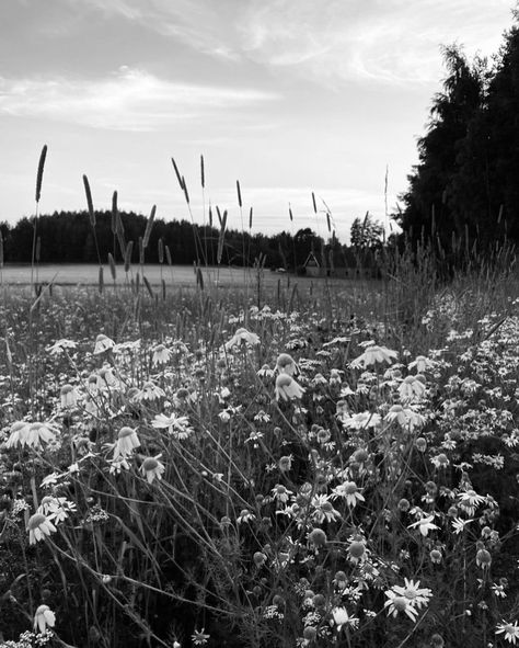 #countryside #country #flowers #summer #evening #forest #field #old Dandelion Soup, Mom Background, Field Black And White, Black And White Country, Forest Field, Countryside Aesthetic, Country Backgrounds, Red Spider Lily, Country Flowers