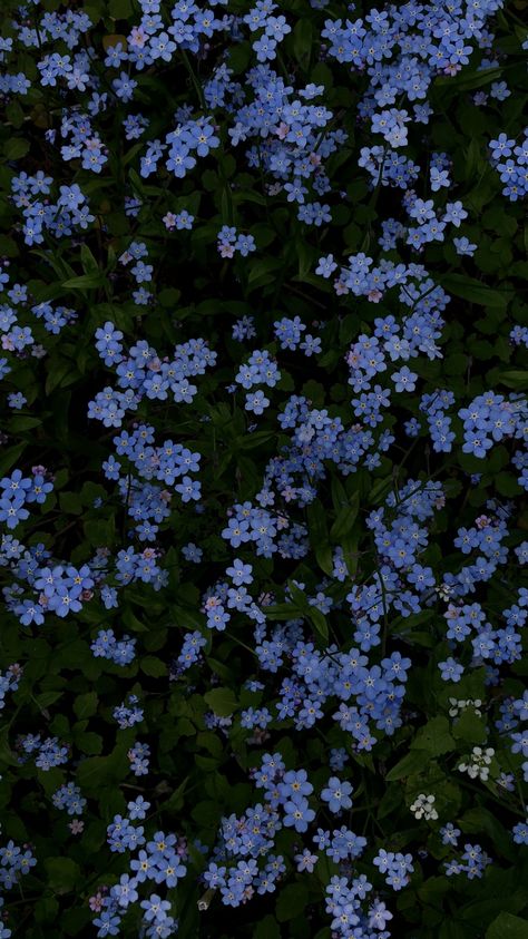 Blue Dark Aesthetic, ليلو وستيتش, The Best Wallpapers, Cocoppa Wallpaper, Best Wallpapers, Nothing But Flowers, Pretty Landscapes, Forget Me Nots, Flowers Blue