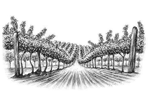 Vineyard Rows Vineyard Illustration, Steven Noble, Jp Morgan, Ink Drawing, Line Art, Mercedes Benz, Illustrations, Logos