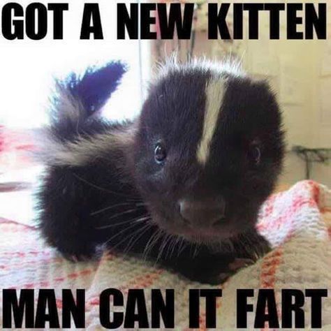 10 Hilarious Skunk Memes Baby Skunk, Baby Skunks, New Kitten, Night Shift, Silly Animals, Pewdiepie, Funny Animal Memes, Funny Animal Pictures, Cute Little Animals