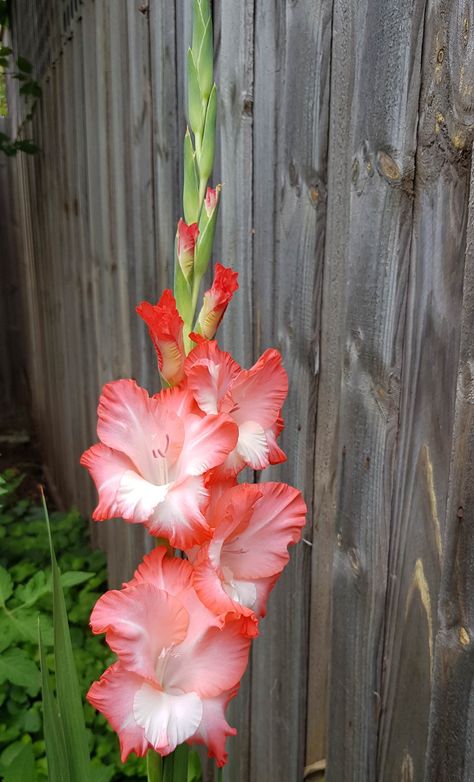 Gladioli Flower, Pink Diy, Gladiolus Flower, Flower Identification, Gladioli, Garden Bulbs, Line Flower, Home Pink, Flower Therapy