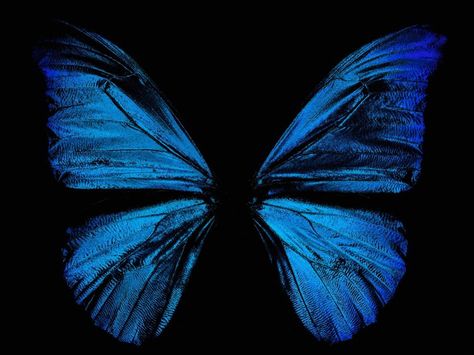 Morpho Rhetenor butterfly photo by Greg Parker Earth System, Projector Photography, Short Captions, Space Research, Blue Butterfly Wings, Blue Butterfly Wallpaper, Magic Women, Morpho Butterfly, Blue Morpho