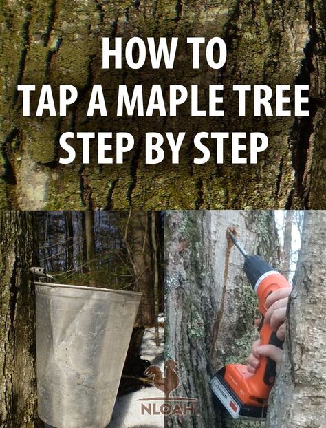 Step by step how to tap a maple tree, to collect sap that you can then make into delicious maple syrup. #nloah #maplesyrup #maple #treetapping How To Tap Trees For Syrup, How To Tap A Maple Tree, When To Tap Maple Trees, How To Tap Maple Trees, How To Make Maple Syrup, Food Abundance, Making Syrup, Maple Syrup Tree, Maple Tree Varieties