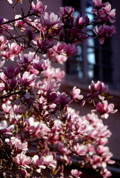 Japanese Magnolia Tree, Spring Flowering Trees, Lake Landscaping, Japanese Magnolia, Fringe Tree, Dark Purple Flowers, Flowering Cherry Tree, Sunrise Colors, Redbud Tree