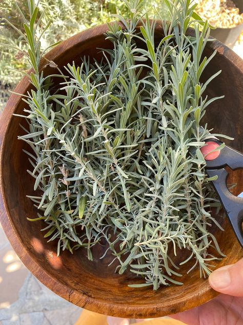 Learn how, when, and why you should harvest your lavender leaves before winter. As October settles in, it’s the perfect time to start thinking about harvesting the last of your lavender before the winter weather approaches. While most gardeners are very familiar with using the aromatic flowers, don’t overlook the versatility of lavender leaves. Though less potent than the blooms, lavender leaves still carry that familiar fragrance and many of the health benefits lavender is known for. Drying Lavender Leaves, Lavender Farming, Drying Lavender, Lavender Leaves, Farm Plans, The Secret Garden, Dried Lavender, Winter Weather, Secret Garden