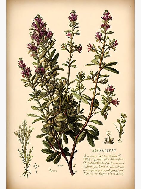 "Botanical illustration: thyme" Metal Print by digitalbrosse Thyme Botanical Illustration, Thyme Sketch, Thyme Illustration, A Metal, Botanical Illustration, Brilliant Colors, Thyme, Landscape Architecture, Tattoo Design