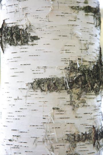 Birch bark crafts