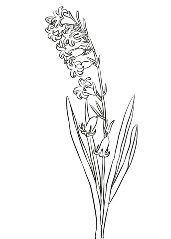 Hycanith Flower Drawing, Hyacinths Tattoo, Hyacinth Flower Drawing Simple, Hyacinth Tattoo Simple, Hyacinth Drawing Simple, Hyacinth Tattoo Black And White, Hyacinths Drawing, Hyacinth Sketch, Hyacinth Flower Tattoo