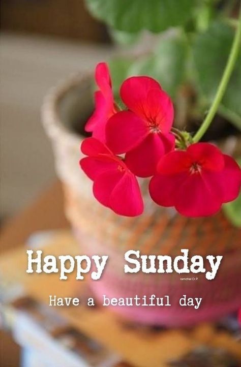 Happy Sunday Flowers, Hello Sunday Morning, Good Evening Love, Have A Nice Sunday, Good Morning Sunday, Good Morning Sunday Images, Sunday Greetings, Good Night Massage, Sunday Blessings