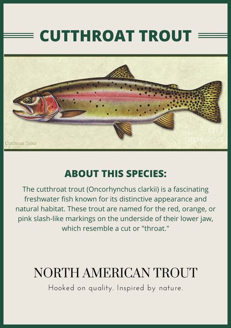 The cutthroat trout (Oncorhynchus clarkii) is a fascinating freshwater fish known for its distinctive appearance and natural habitat. These trout are named for the red, orange, or pink slash-like markings on the underside of their lower jaw, which resemble a cut or "throat." Cutthroat trout vary in coloration depending on their subspecies and habitat. They typically have an olive-green to brownish body with scattered black spots, and their colors can range from vibrant to more muted. Moving Poetry, Tiger Trout, Micron Art, Fish Anatomy, Trout Painting, Trout Art, Art Classroom Management, Cutthroat Trout, Fly Fishing Art