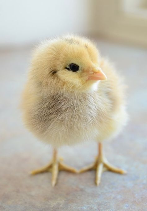 Figuring out what you need to brood chicks can be overwhelming, so we've made it easy with this chick shopping list! #homesteading #homestead #backyardchickens #chickens #raisingchickens #poultry Chickens Breeds, Pet Chickens Breeds, Aesthetic Chicken, Chicken Coop Ideas, Animal Studies, Chicken Pictures, Coop Ideas, Baby Chickens, Funny Chicken