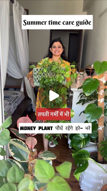 Botanical House 🦋 on Instagram: "Summer time Money plant care guide to lush green growth || तपती गर्मी में भी Money plant पौधें रहेंगे हरे- भरे   🎶FOR MORE INSPIRATION HOME & GARDEN DECOR & DIY PLANT CARE GUIDE BE CONNECTED WITH US @mothernaturemellows 👩‍🌾🪴👨‍🌾  Moneyplant, Moneyplant care, summer season tips,  #gardeningtips #gardeningvideos #hacks #gardenhacks #gardendiy #soilislife #tipsandtricks #tips #moneyplant" Money Plant Care Tips, Money Plant Decor Ideas, Money Plant Decor, Money Plant Care, Botanical House, Plant Care Guide, Guide To, Garden Decor Diy, Plant Hacks