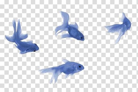 Fish Overlay, Blue Png Aesthetic, Blue Fish Aesthetic, Transparent Png Aesthetic, Aesthetic Transparent Png, Cute Png Aesthetic, Fishes Illustration, Popsicles Illustration, Clipart Aesthetic