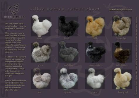 Silkie Chickens Colors, Silkie Bantam, Fluffy Chicken, Chickens For Sale, Chicken Coloring, Bantam Chickens, Types Of Chickens, Fancy Chickens, Silkie Chickens