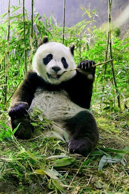 Panda Bears Wallpaper, Panda Sitting, Giant Pandas, Car Stock, Tropical Animals, Panda Bears, Panda Love, Giant Panda