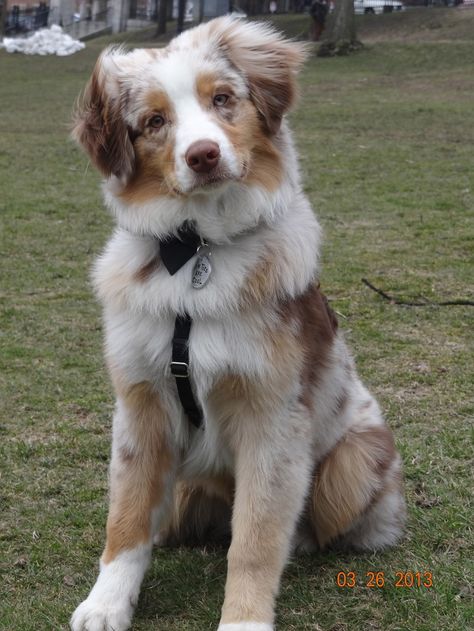 Clover Red Merle Australian Shepherd, Merle Australian Shepherd, Aussie Shepherd, Aussie Puppies, Australian Shepherd Puppies, Aussie Dogs, Australian Shepherd Dogs, Cute Dogs And Puppies, Shepherd Puppies