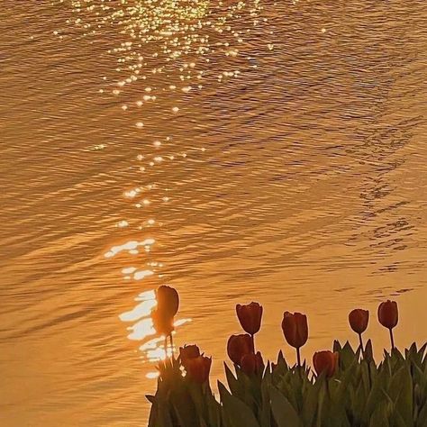 #goldenhour Sunset Golden Hour Aesthetic, Tulips Sunset Aesthetic, Tulips With Sunset, Sunset Widget, Golden Hour Aesthetic Vintage, Daylight Aesthetic, Golden Hour Aesthetic, Pictures Of The Sun, Just My Type