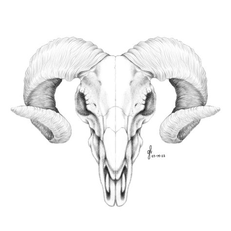 Aries Skull Drawing, Ram Chest Tattoo Female, Floral Ram Skull Tattoo, Ram Design Tattoo, Ram Skull Sketch, Ram Skull Chest Tattoo Female, Ram Neck Tattoo, Aires Ram Tattoo, Ram Line Drawing