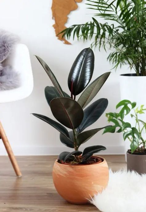 11 Types of Rubber Plant | Best Ficus Elastica Varieties Rubber Plant Indoor, Ficus Plant, Indoor Plant Gifts, Rubber Tree Plant, Plant Benefits, Plant Indoor, Ficus Lyrata, Ficus Elastica, Rubber Plant