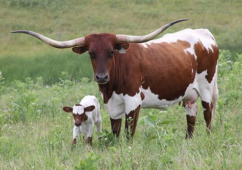 Longhorn Cow with baby Calf Pictures With Cows, Long Horns, Longhorn Cattle, Longhorn Cow, Long Horn, Bull Cow, Cow Pictures, Beef Cattle, Texas Longhorn