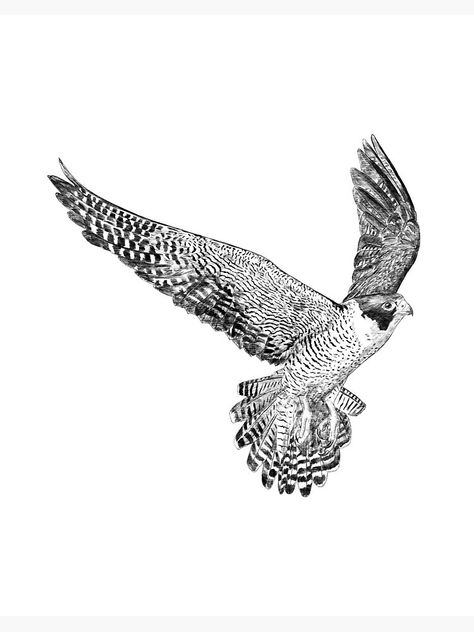 Kestrel Tattoo, Hawk Tattoo Design, Bird Of Prey Tattoo, Falcon Hawk, Hawk Tattoo, Tree Illustration, Birds Of Prey, Tattoo Design Drawings, Body Art